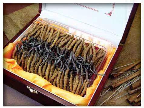 茂南冬虫夏草回收